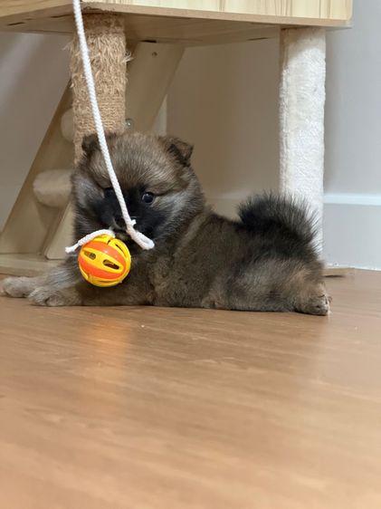 ลูกสุนัขพันธุ์ปอมเมอร์เรเนียน เพศผู้ รูปที่ 10