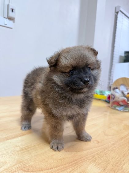 ลูกสุนัขพันธุ์ปอมเมอร์เรเนียน เพศผู้ รูปที่ 5