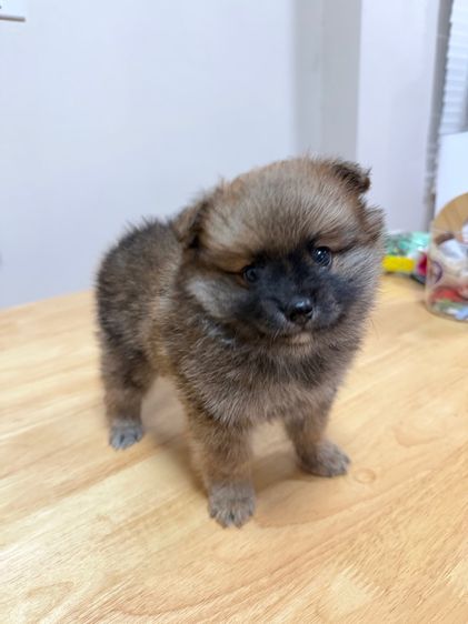 ลูกสุนัขพันธุ์ปอมเมอร์เรเนียน เพศผู้ รูปที่ 6