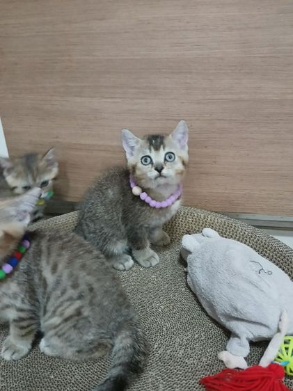 สก็อตติชโฟลด์ เพศผู้ รูปที่ 4