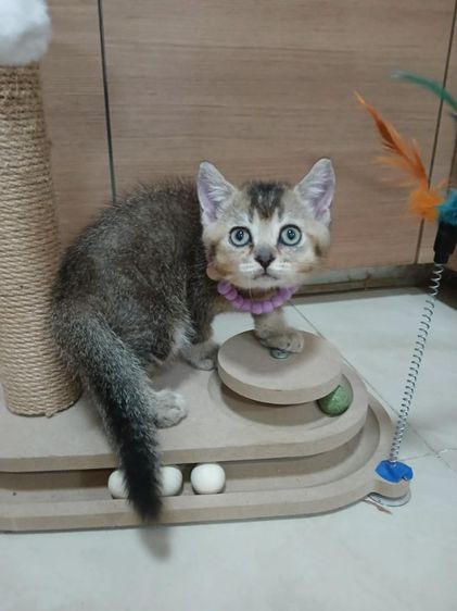 สก็อตติชโฟลด์ เพศผู้ รูปที่ 2