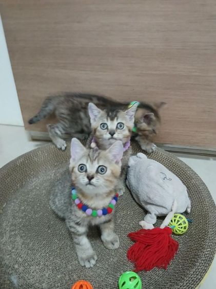 สก็อตติช โฟลด์ (Scottish Fold) สก็อตติชโฟลด์ เพศผู้