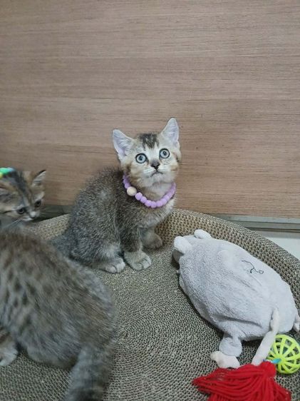 สก็อตติชโฟลด์ เพศผู้ รูปที่ 3