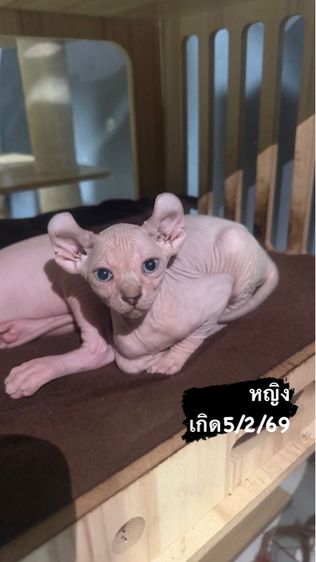 แมวสฟิงซ์ รูปที่ 2