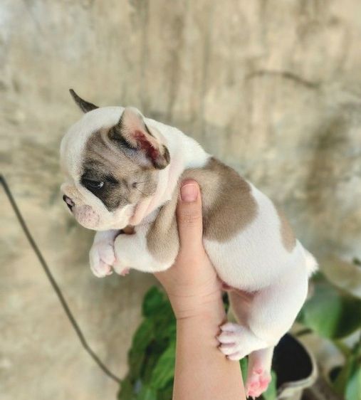 เฟรนช์บูลด็อก รูปที่ 3
