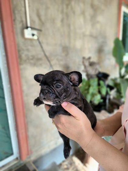 เฟรนช์บูลด็อก รูปที่ 4