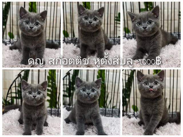   สก๊อตติช  และ บริทิช รูปที่ 11