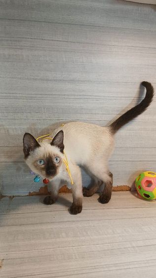 วิเชียรมาศ (Siamese Cat) แมววิเชียรมาศ เพศผู้ สวยไม่มีตำหนิ อายุ3เดือน วัคซีนแล้วก่อนย้ายตรวจหัดแมวฟรีรับประกันเอดส์แมวกับรูคีเมียคะ