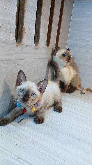 วิเชียรมาศ (Siamese Cat) แมววิเชียรมาศ เพศผู้ ตำหนิหางP วัคซีนแล้วก่อนย้ายตรวจหัดแมวฟรีรับประกันเอดส์แมวกับรูคีเมียคะ