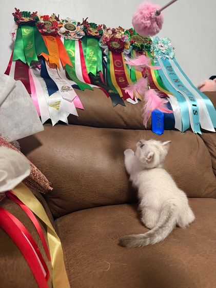 ดญ มันช์กิ้น ขาสั้น สีพ๊อย ตาฟ้า สายเลือดแชมป์พร้อมใบ รูปที่ 3