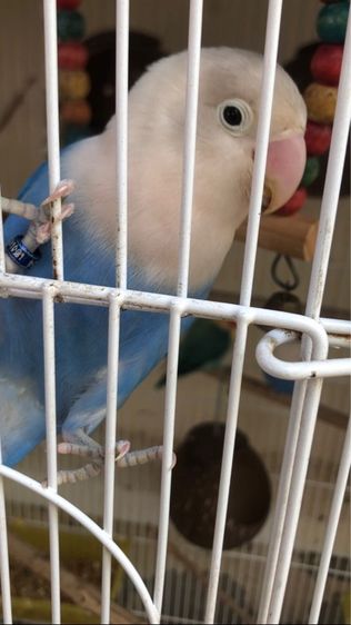 เลิฟเบิร์ดบ้านสวนวิลล์ รูปที่ 6