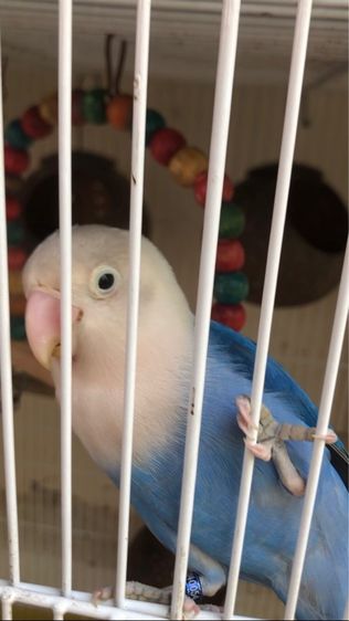 เลิฟเบิร์ดบ้านสวนวิลล์ รูปที่ 5