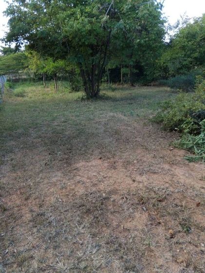 ที่ดินราคาเปล่า ราคาถูก เนื้อที่ 1 งาน 1 ตรว. 