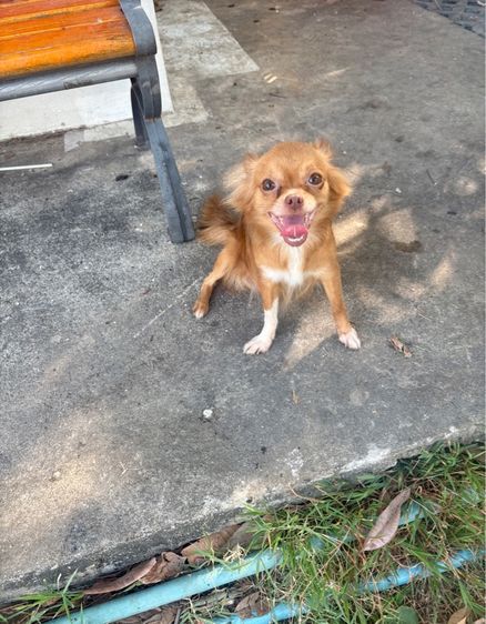 ชิวาวา (Chihuahua) เล็ก ชิวาวาแท้ ขนยาว ตัวเมีย พร้อมท้อง ทับแล้ว แม่พันธุ์ 