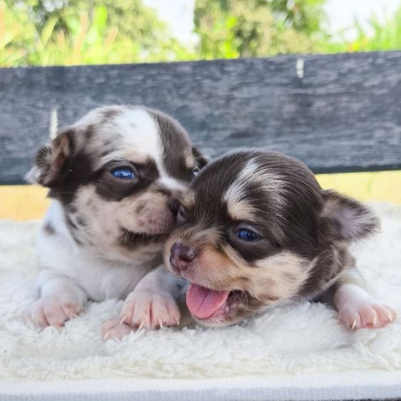 ชิวาวา (Chihuahua) เล็ก ลูกชิวาวา (ลายหินอ่อน)