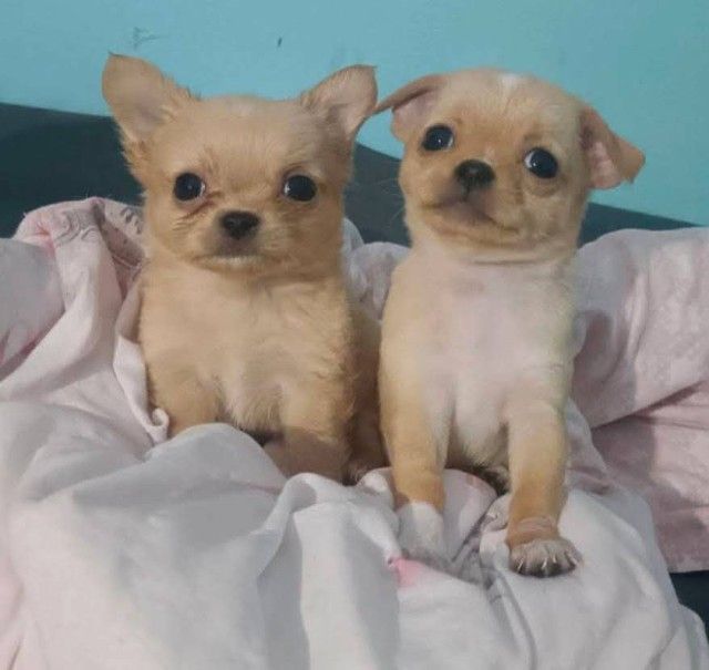 ชิวาวา (Chihuahua) เล็ก ขายหมาชิวาว่าขนยาวเพศชายขนสั้นเพศหญิง