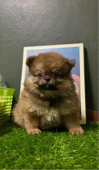 ปอมเมอเรเนียน (Pomeranian) เล็ก ปอมแท้