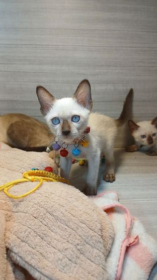 แมววิเชียรมาศ เพศเมีย สวยไม่มีตำหนิ คะวัคซีนแล้ว1เข็มก่อนย้ายตรวจหัดแมวฟรีรับประกันเอดส์แมวกับรูคีเมียคะ