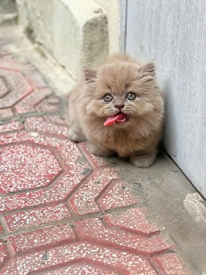 ลูกแมวmunchkin รูปที่ 9