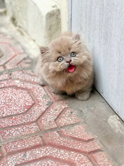 ลูกแมวmunchkin รูปที่ 7