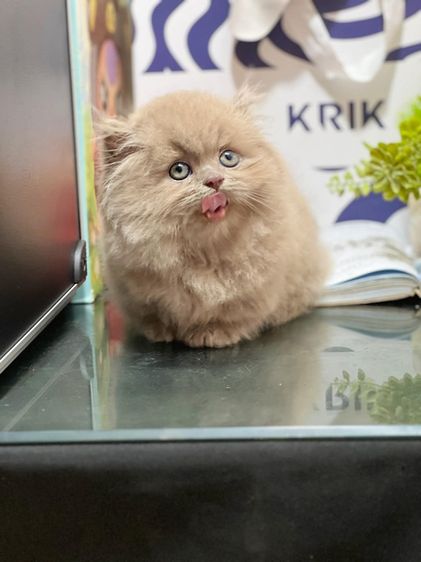 ลูกแมวmunchkin รูปที่ 2