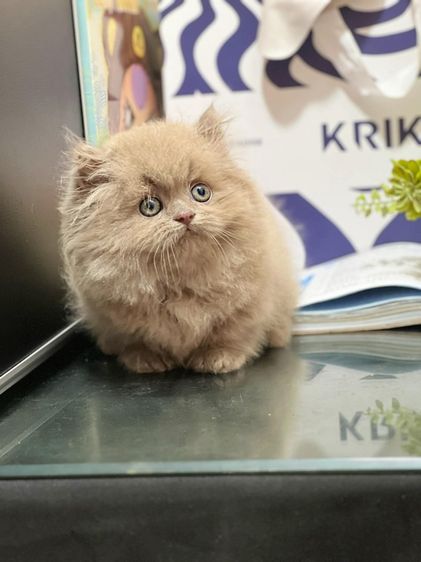 ลูกแมวmunchkin รูปที่ 4