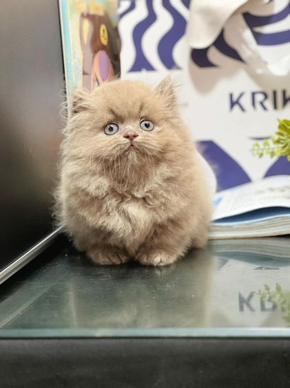 ลูกแมวmunchkin