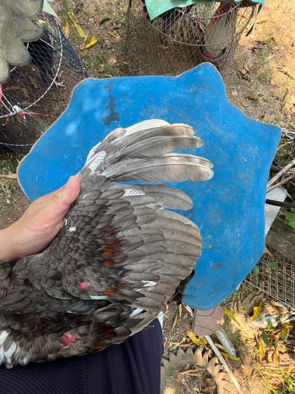 ง่อนร้อยเชิงเเผล 1 รูปที่ 3