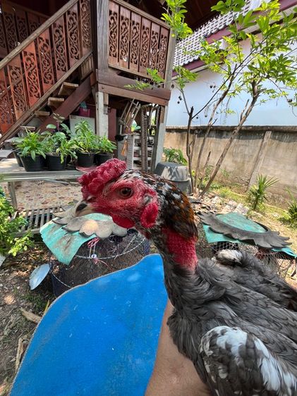 ง่อนร้อยเชิงเเผล 1 รูปที่ 2