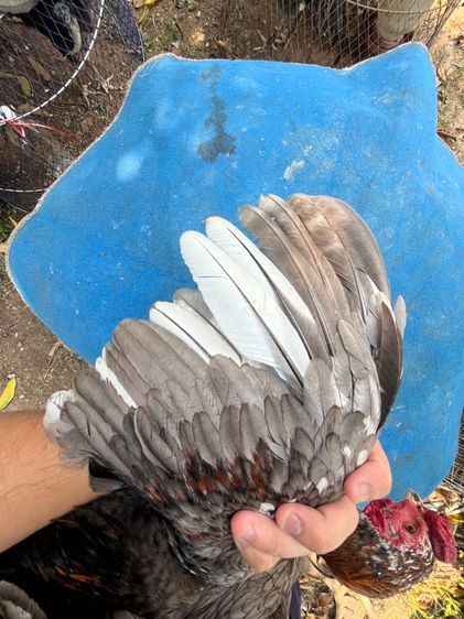 ง่อนร้อยเชิงเเผล 1 รูปที่ 4