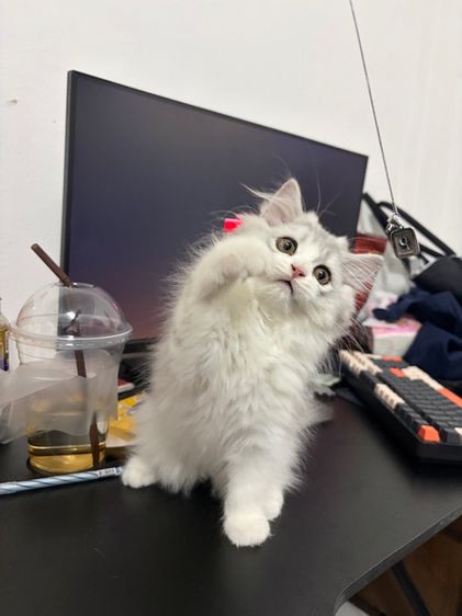 เปอร์เซีย ผู้หญิง รูปที่ 2