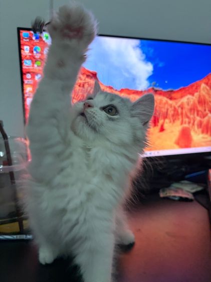 เปอร์เซีย ผู้หญิง รูปที่ 4