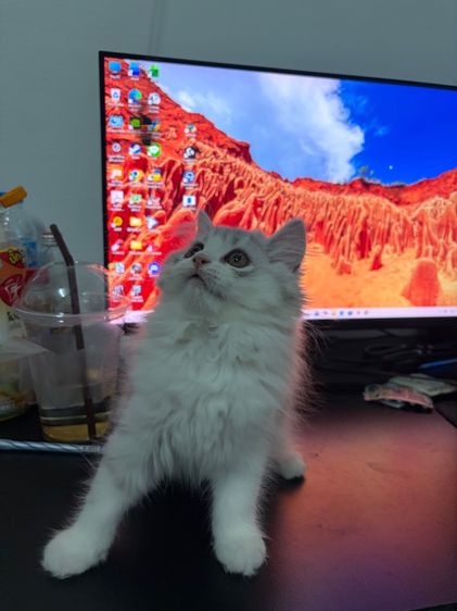 เปอร์เซีย ผู้หญิง รูปที่ 3