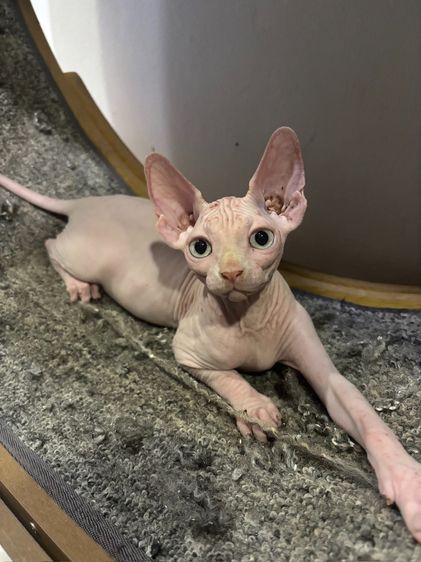 สฟิงซ์เพศเมีย เชียงใหม่