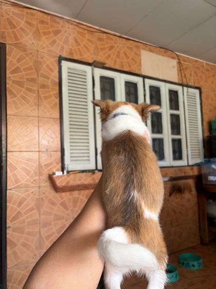 ชิวาวา รูปที่ 4