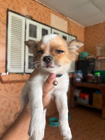 ชิวาวา (Chihuahua) เล็ก ชิวาวา
