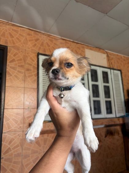 ชิวาวา รูปที่ 5