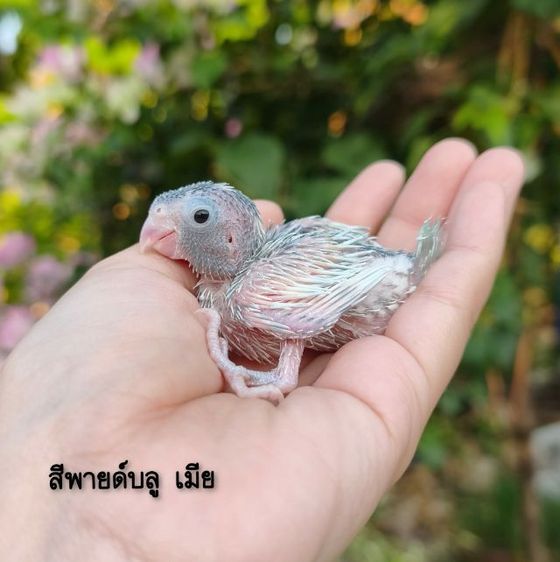 นกฟอพัส  ลูกป้อนฟอพัส450-1600-1800 รูปที่ 2