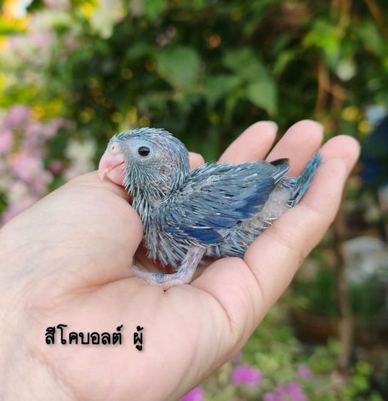 นกฟอพัส  ลูกป้อนฟอพัส450-1600-1800