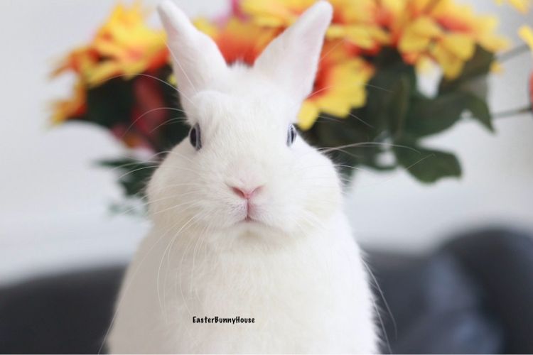 พ่อพันธุ์NDขาวตาฟ้า รูปที่ 3