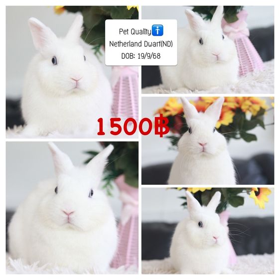 พ่อพันธุ์NDขาวตาฟ้า รูปที่ 5