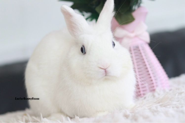 พ่อพันธุ์NDขาวตาฟ้า รูปที่ 2