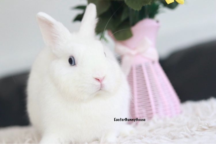 พ่อพันธุ์NDขาวตาฟ้า รูปที่ 4