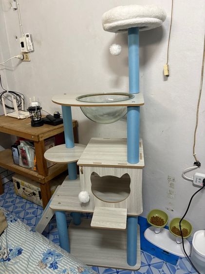 คอนโดแมว