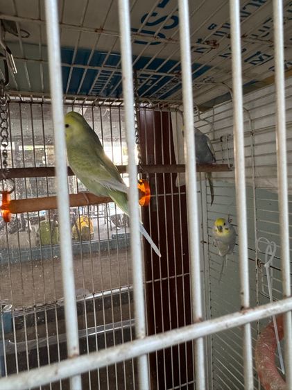 นกหงส์ หยก Rainbow รูปที่ 8