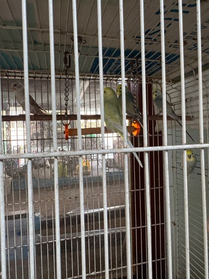 นกหงส์ หยก Rainbow รูปที่ 6