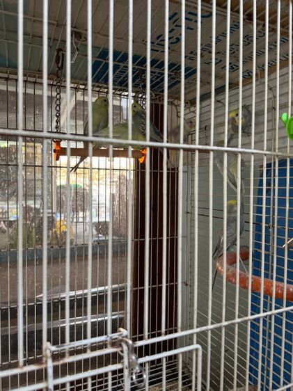 นกหงส์ หยก Rainbow รูปที่ 12