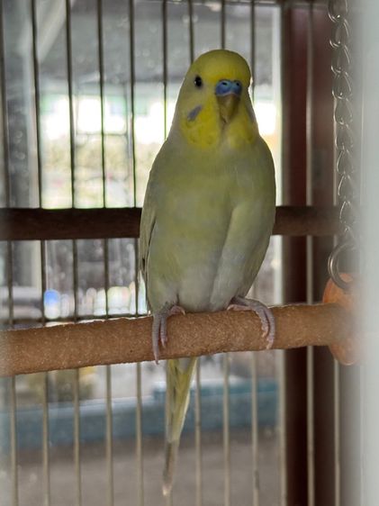 นกหงส์ หยก Rainbow รูปที่ 2