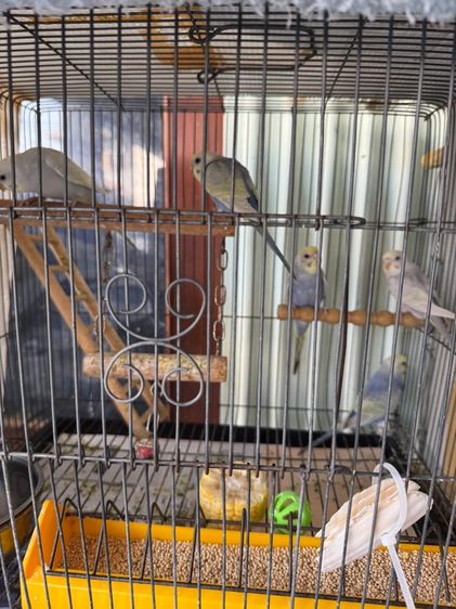 นกหงส์ หยก Rainbow รูปที่ 10