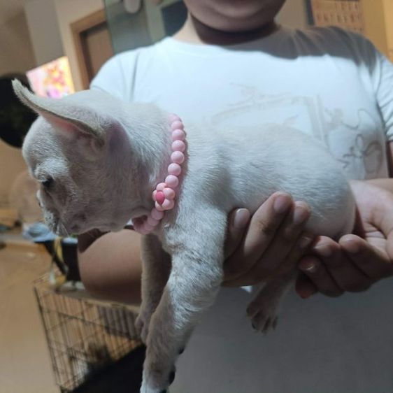 เฟรนช์ บูลด็อก (French Bulldog) ลูกเฟร้นช์บูลด็อก